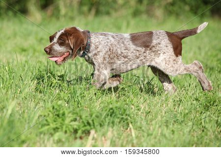 Nice Puppy Of Italian Wire-haired Pointing Dog