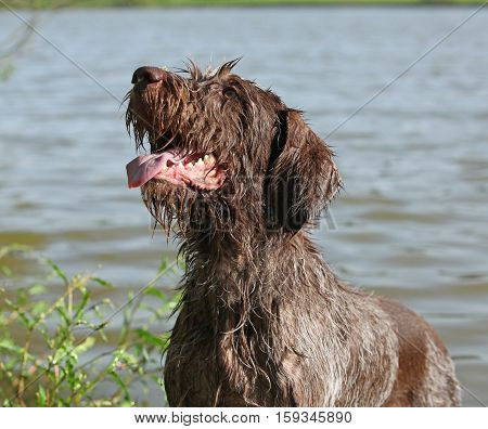 Italian Wire-haired Pointing Dog In Summer
