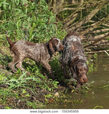 Italian Wire-haired Pointing Dog Puppy With Its Mother