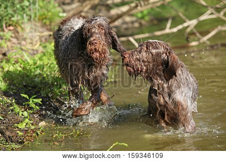 Italian Wire-haired Pointing Dog In Summer