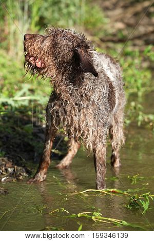 Italian Wire-haired Pointing Dog In Summer