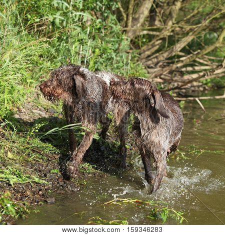 Italian Wire-haired Pointing Dog In Summer