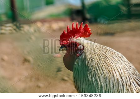 Portrait of a white rooster with a bright red crest for the symbol of the new year on the lunar calendar