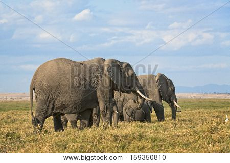 Group of African elephants (Loxodonta africana) two females with calves Kenya