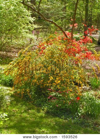 Japanese Kerria Shrub