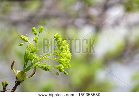 First buds of a tree to get out during spring. Quebec, Canada.