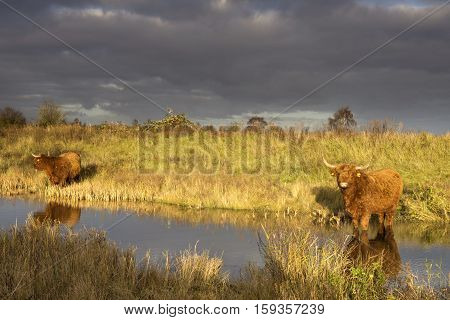 Highland cattle standing in the water from a creek in the nature reserve Dintelse Gorzen near the Dutch town Steenbergen