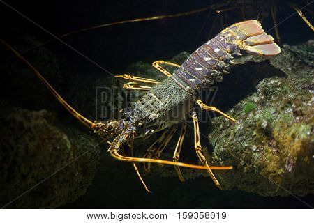 Common spiny lobster (Palinurus elephas), also known as the Mediterranean lobster.