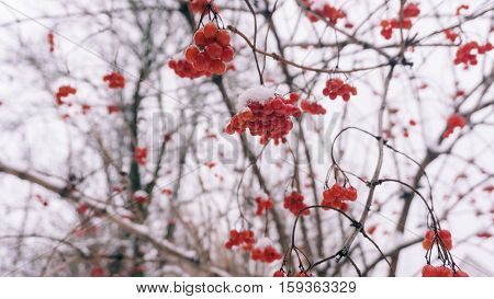Winter Viburnum, Viburnum Fruit On The Tree, Ukrainian Kalina, Healthy Lifestyle, Fructarians
