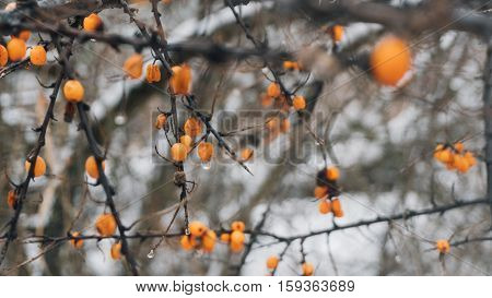 Sea Buckthorn Berries And Sea Buckthorn Fruit, Close-up Photo Of The Fruit Of Sea Buckthorn