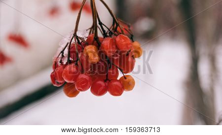 Winter Viburnum, Viburnum Fruit On The Tree, Ukrainian Kalina, Healthy Lifestyle, Fructarians