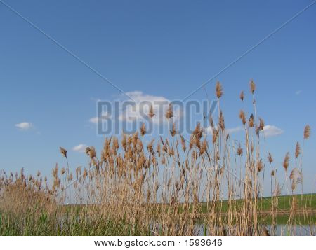 Lakeside landskap