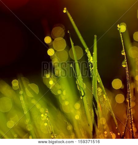 Abstract background of shining a bright morning dew. warm toning color