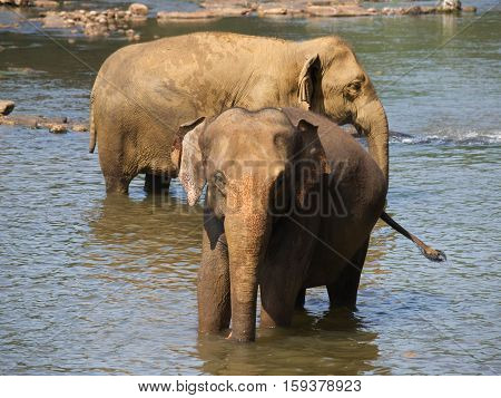 Two elephants in river - Elephas maximus