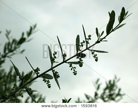 Zeytin dalı 1 Ben
