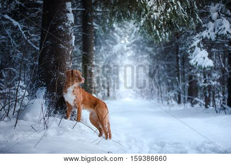 Dog Outdoors In Christmas Trees, Winter Mood