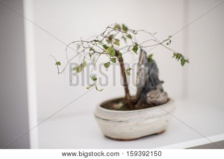 Little bonsai tree on the shelf