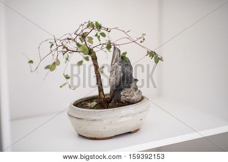 Little bonsai tree on the shelf