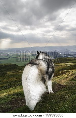 A husky looking over Stirling from Dumyat on the Ochil Hills