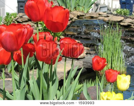 Tulipanes