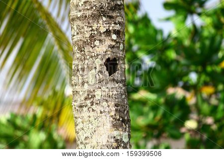 trunk of the palm on the background of tropical vegetation