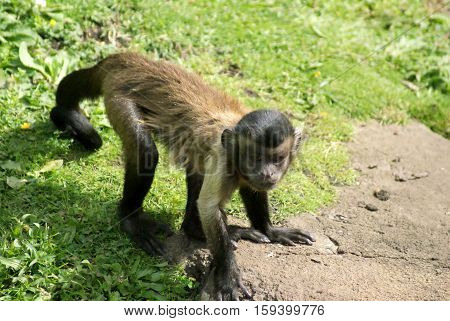 Capuchin monkey looking to see what trouble he can get into
