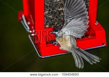 Close up photo of a Black-capped Chickadee landing on a feeder.