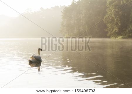 The white swan swim in the lake with the morning mist scene
