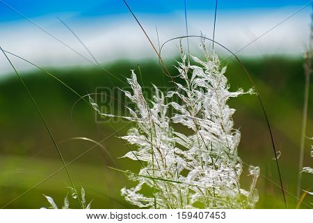Kans grass (Saccharum spontaneum) dark green backgound Kolkata West Bengal India - welcoming autumn in the city.