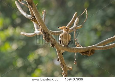 Hoepoe Bird Upupa epops sitting on tree branch. Image shot at Kolkata Calcutta West bengal India