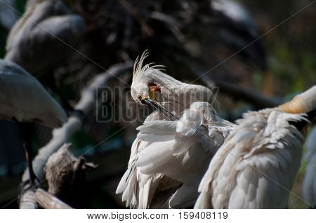 Spoonbill Bird cleaning self - Platalea Leucorodia shot at Kolkata West Bengal India