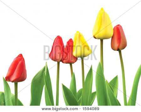 Tulipány izolovaných na bílém