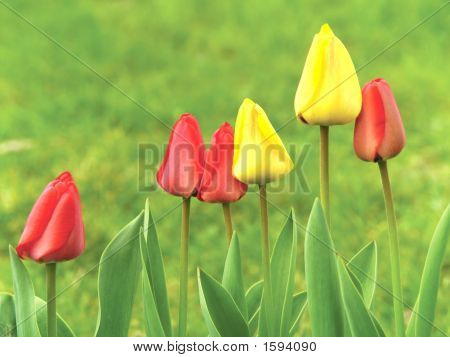 Červené a žluté tulipány v zahradě