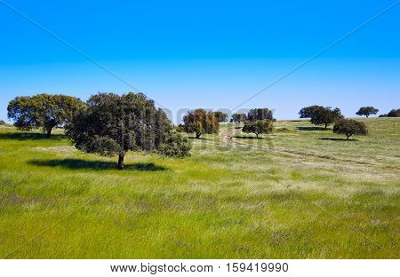 Dehesa grassland by via de la Plata way of Spain in Andalusia