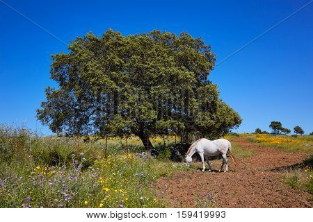 Dehesa grassland horse by via de la Plata way of Spain in Andalusia