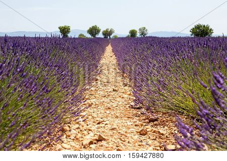 beautiful blossoming lavender fields in a France 