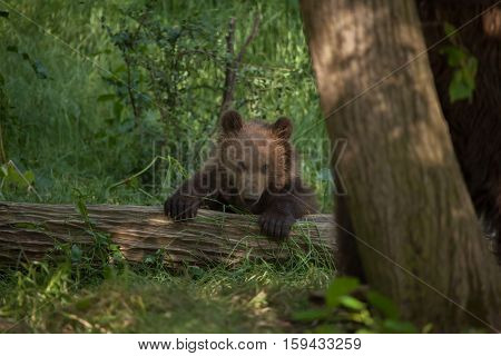 Newborn Kamchatka brown bear (Ursus arctos beringianus), also known as the Far Eastern brown bear.
