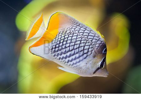 Pearlscale butterflyfish (Chaetodon xanthurus), also known as the Philippines chevron butterflyfish. 
