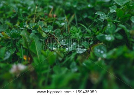 Fresh grass background with dew drops closeup