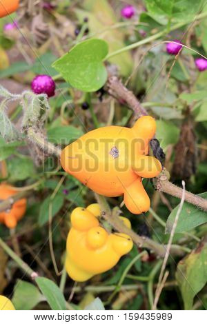 Solanum Mammosum On Plant