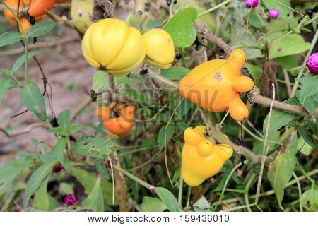 Solanum Mammosum On Plant