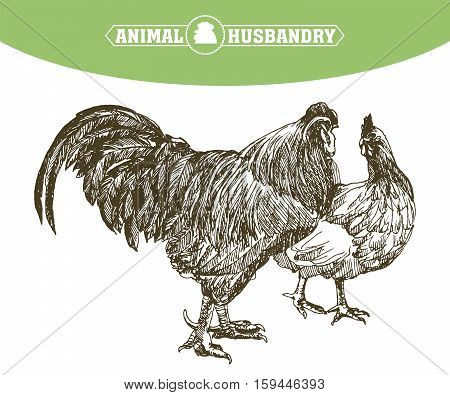 chicken breeding. animal husbandry. livestock. vector sketch on a white background