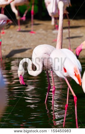 Pink flamingo standing in water and looking for a meal. Animals in the wild.