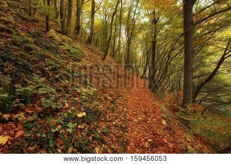 Stara reka Reserve in the autumn, Stara planina mountain, Bulgaria