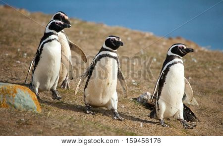 Four Magellanic penguins walking near the sea