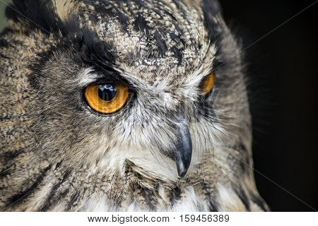 European eagle-owl shows his big orange eyes