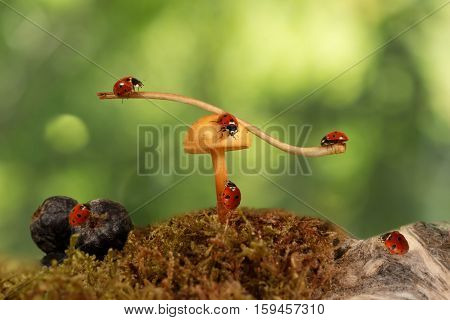 closeup many ladybugs near mushroom Armillaria on green background