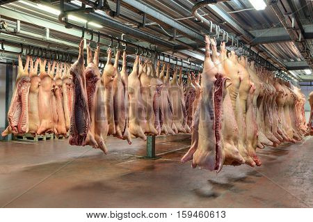 A lot of frozen pig carcasses hanging in the hook cold store.