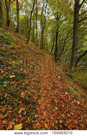 Stara reka Reserve in the autumn, Stara planina mountain, Bulgaria