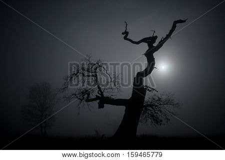 Silhouette of an old oak tree in the moonlight